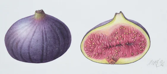 Figs, 1995 (wc på papir)